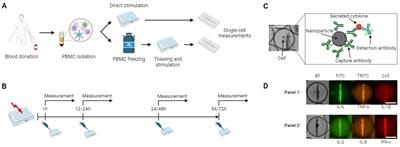 The impact of cryopreservation on cytokine secretion and polyfunctionality in human PBMCs: a comparative study